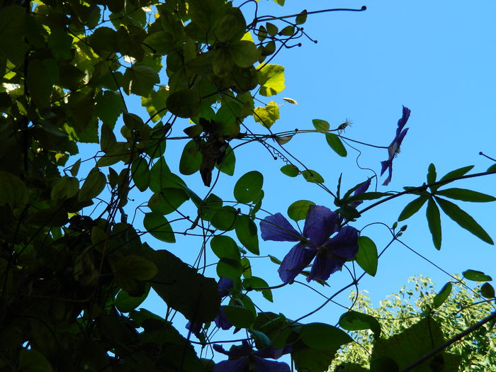 DSCN0178 - 2015_OCTOMBRIE