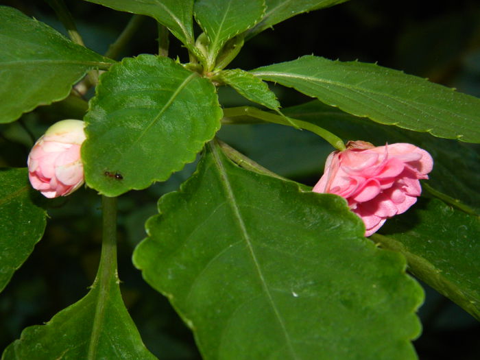 DSCN0185 - 2015_OCTOMBRIE