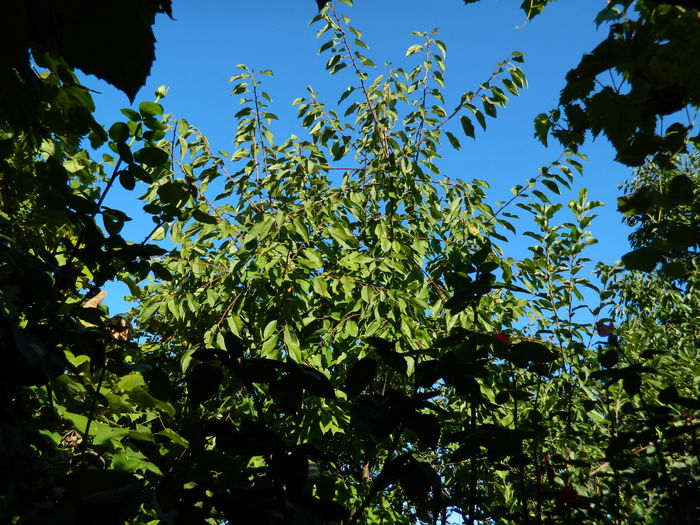 DSCN0191 - 2015_OCTOMBRIE