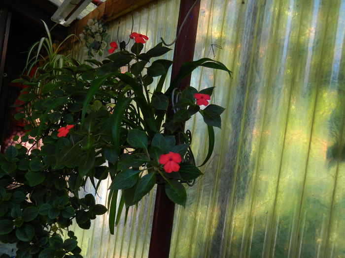 DSCN0203 - 2015_OCTOMBRIE
