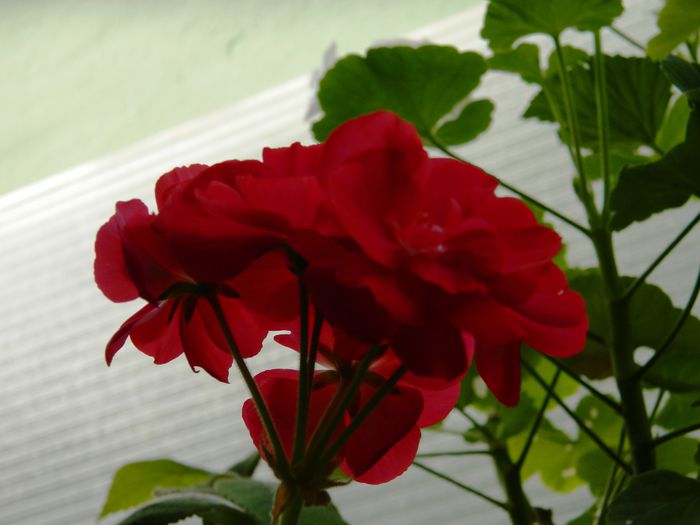 DSCN0221 - 2015_OCTOMBRIE