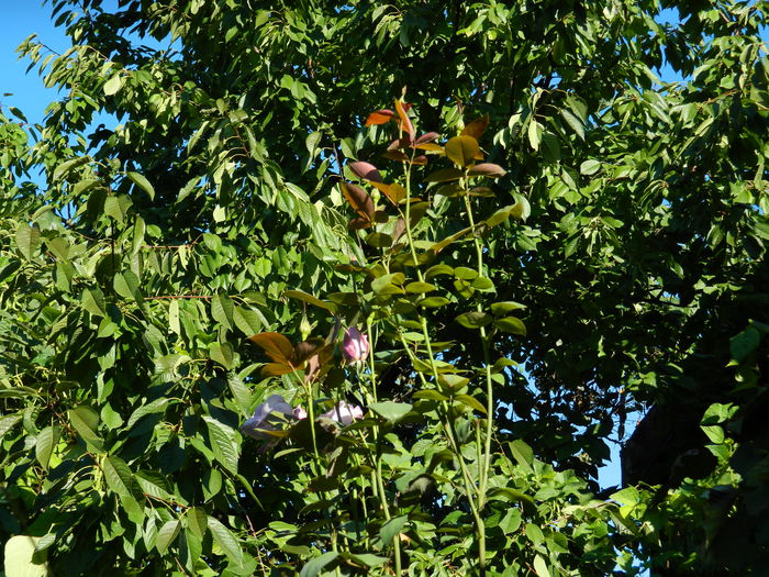 DSCN0223 - 2015_OCTOMBRIE