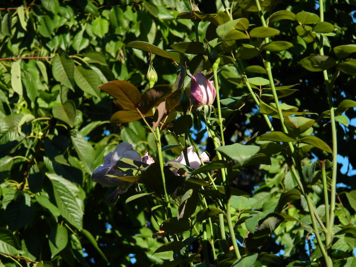 DSCN0224 - 2015_OCTOMBRIE