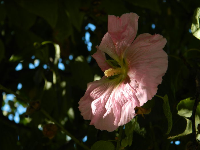 DSCN0239 - 2015_OCTOMBRIE