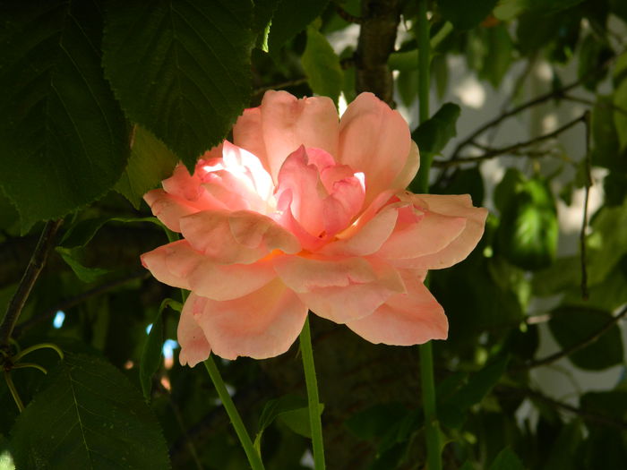 DSCN0244 - 2015_OCTOMBRIE