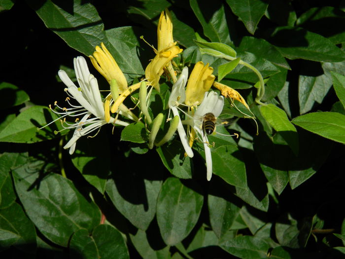 DSCN0247 - 2015_OCTOMBRIE