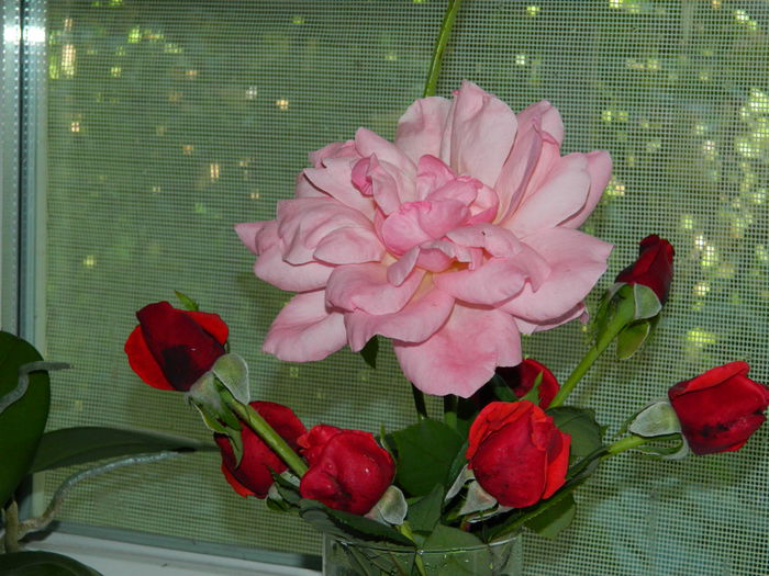 DSCN0256 - 2015_OCTOMBRIE