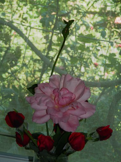 DSCN0258 - 2015_OCTOMBRIE