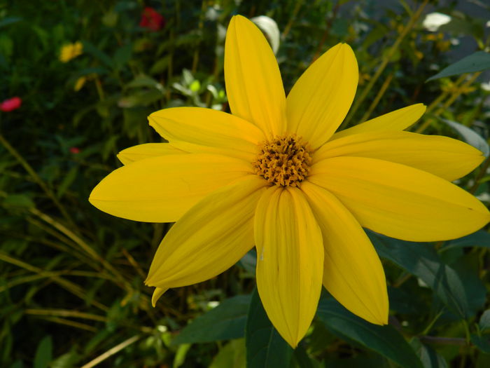 DSCN0273 - 2015_OCTOMBRIE