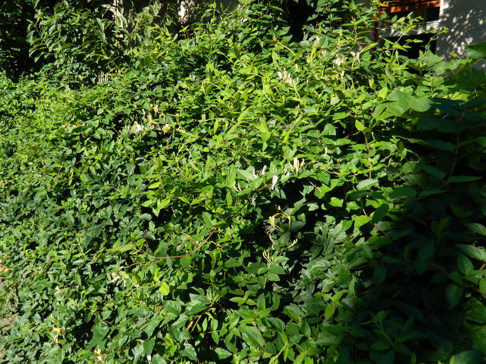 DSCN0289 - 2015_OCTOMBRIE