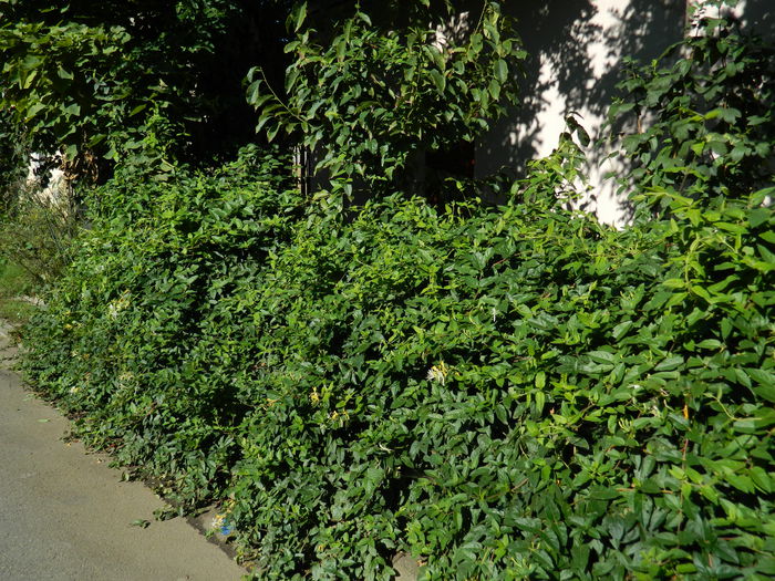 DSCN0291 - 2015_OCTOMBRIE