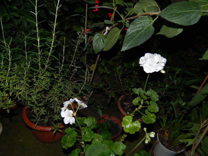 DSCN0299 - 2015_OCTOMBRIE