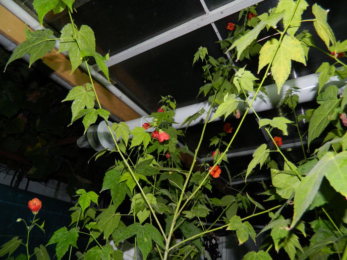 DSCN0309 - 2015_OCTOMBRIE