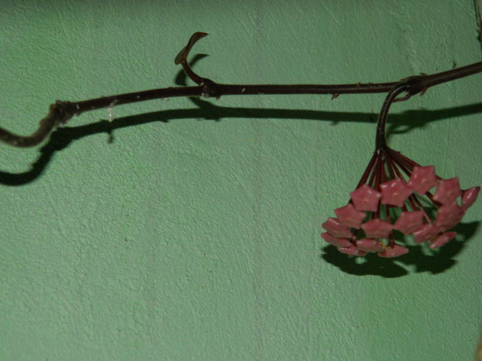 DSCN0316 - 2015_OCTOMBRIE