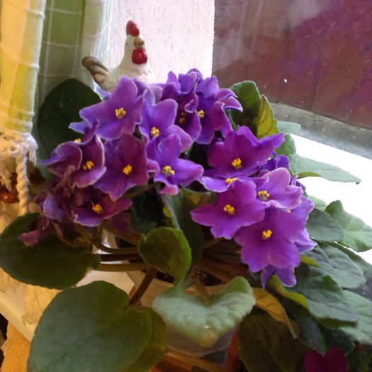 violete - flori de interior