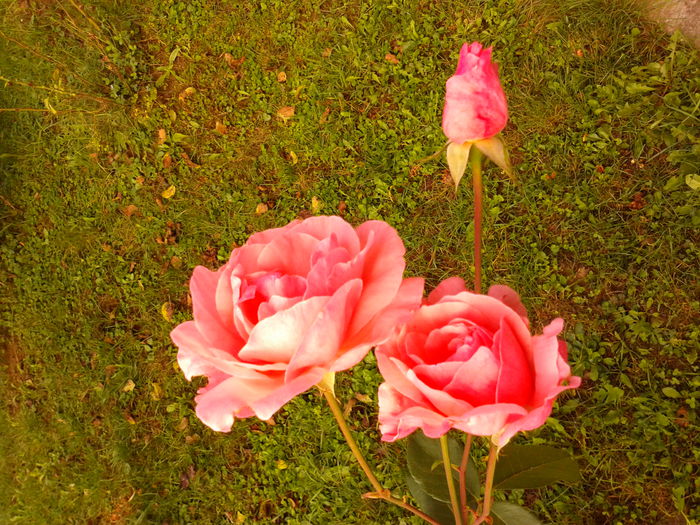 Fotografie0036 - AAAAA_R_TRANDAFIRI 2015_2017