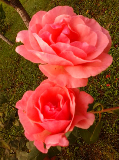 Fotografie0039 - AAAAA_R_TRANDAFIRI 2015_2017