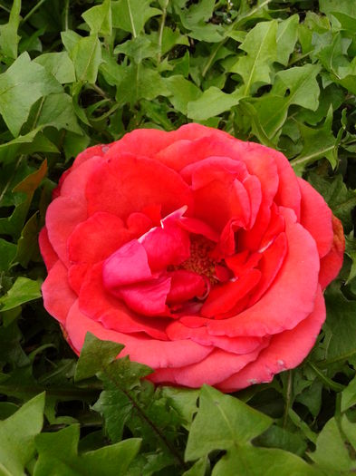 Fotografie0062 - AAAAA_R_TRANDAFIRI 2015_2017