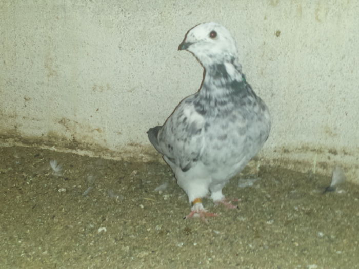 20151007_180144 - tineret