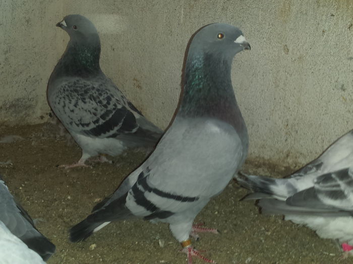 20151007_180007 - tineret