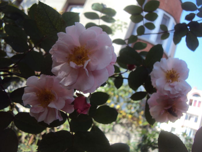 DSC06900 - Clair Matin