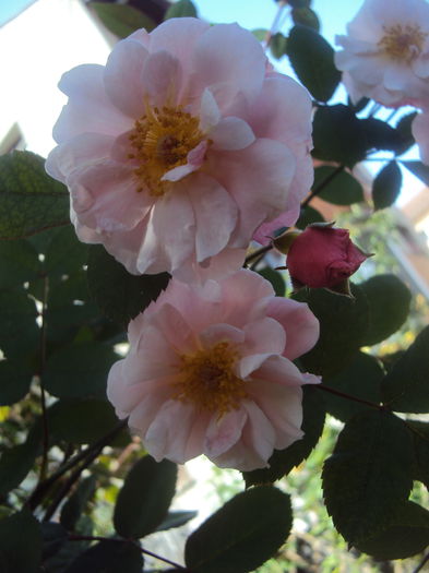 DSC06903 - Clair Matin