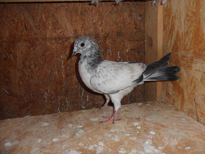 pui tippler pakistanez; luat de uliu
