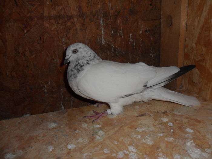 mascul; -nu mai este
-victima uliului
