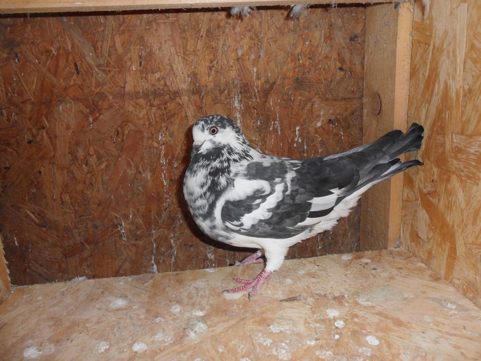 femela tippler pakistanez