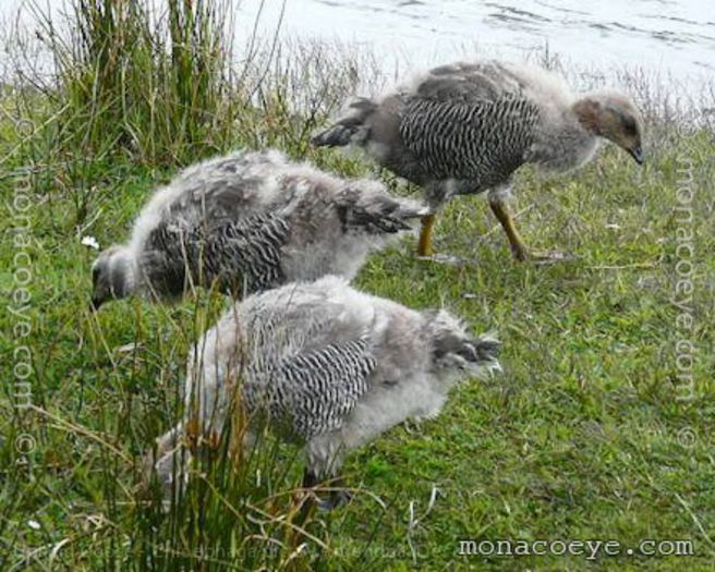 chloephaga_picta_upland_goose_02