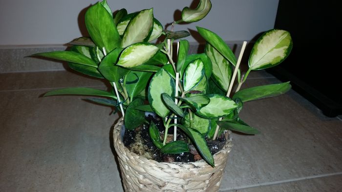 20151007_192021; Hoya Australis Lisa
