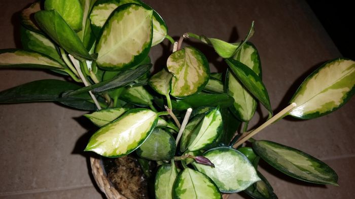 20151007_192029; Hoya Australis Lisa
