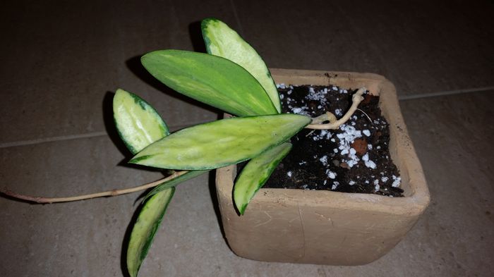 20151007_192116; Hoya Acuta Yellow
