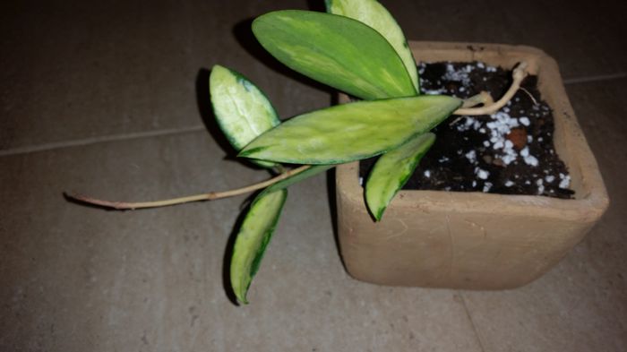 20151007_192111; Hoya Acuta Yellow
