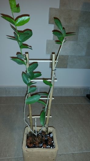 20151007_192322 - Hoya