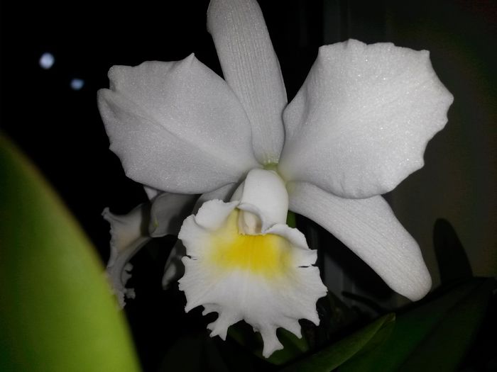 cattleya alba 2 2015.10.01 6