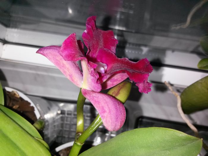 cattleya roz cu mov 2015.10.07