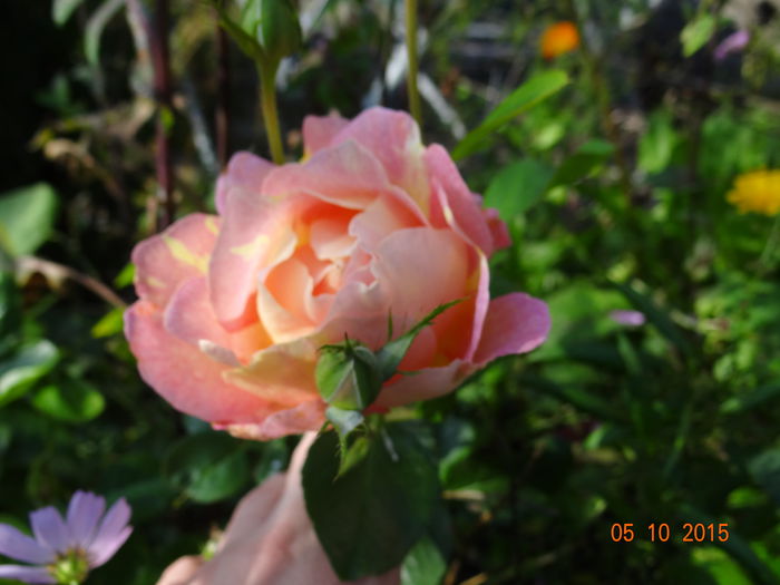 Rose des Cistercien - E toamna iar