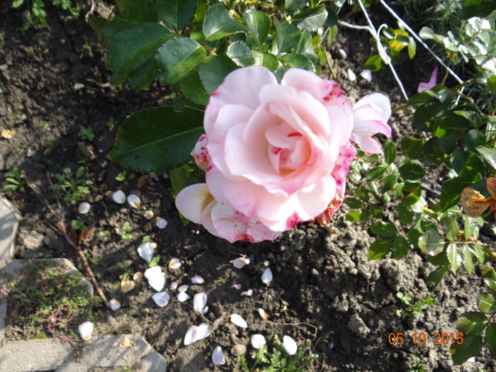 ...floare - E toamna iar