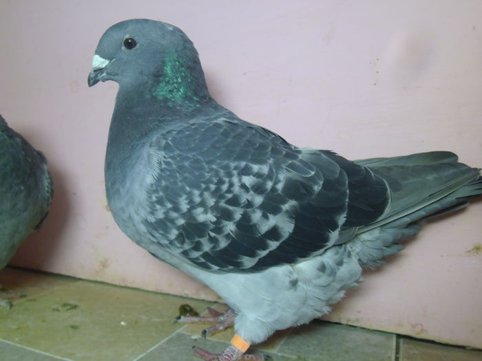 REZERVATA