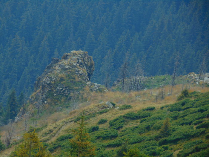 DSC09670 - In zona muntilor Parang