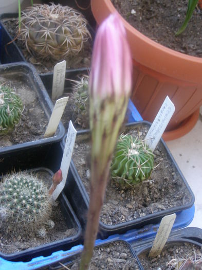 P7220029 - Suculente si cactusi