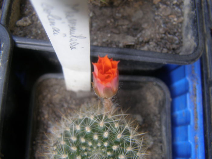 P7240059 - Suculente si cactusi