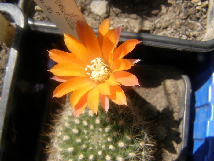P7240069 - Suculente si cactusi