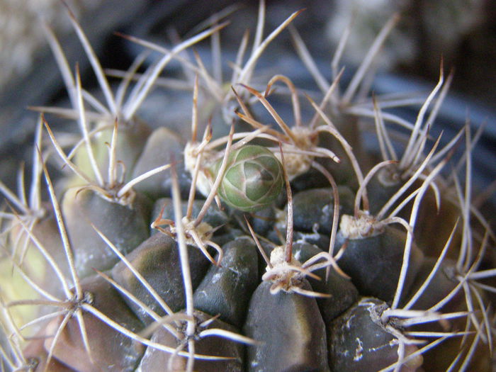 P6190021 - Suculente si cactusi