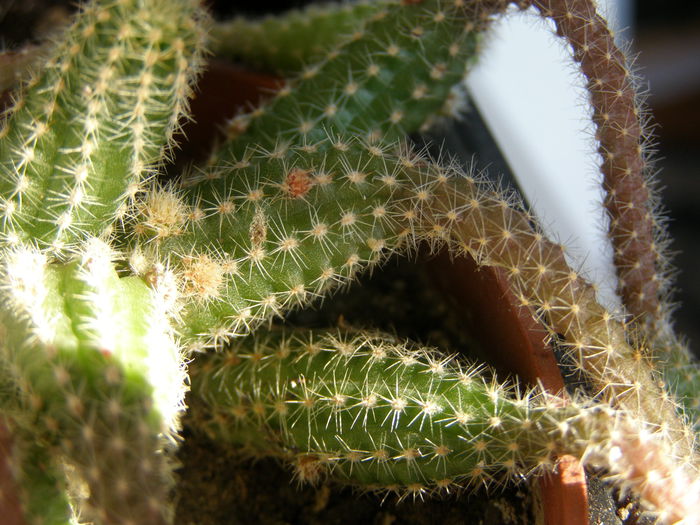 P6230014 - Suculente si cactusi