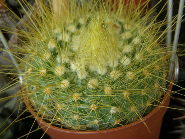 P7040067 - Suculente si cactusi