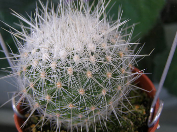 P7040068 - Suculente si cactusi