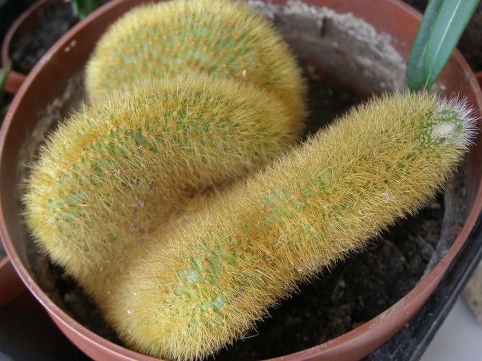 P7040071 - Suculente si cactusi