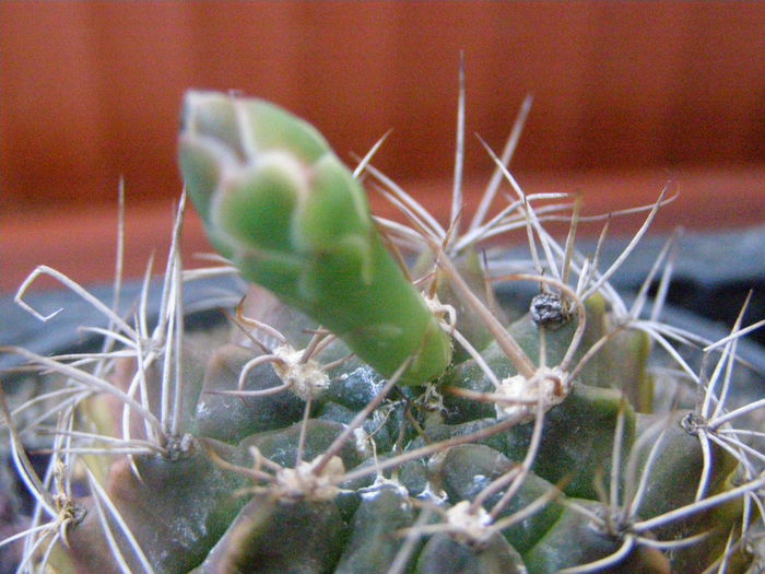 P7070020 - Suculente si cactusi